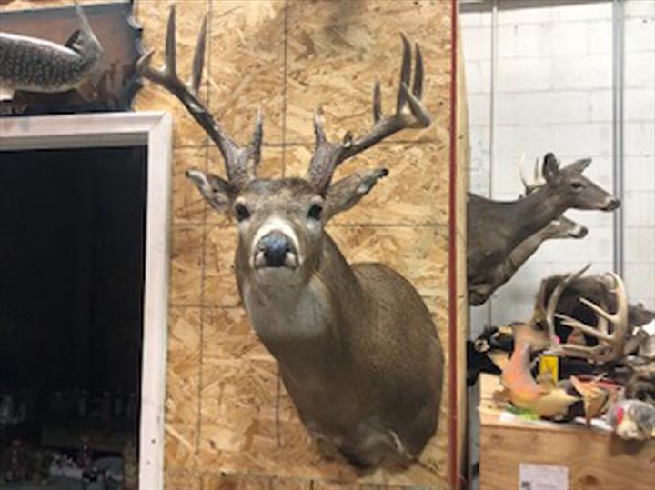 Midwest Taxidermy & Tanning - Taxidermist - Independence, IA